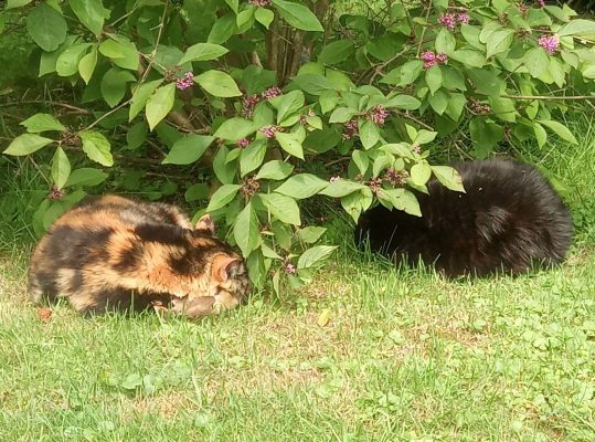 Katzen_Garten_002